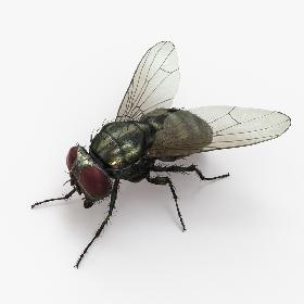 Housefly (2) 3D model